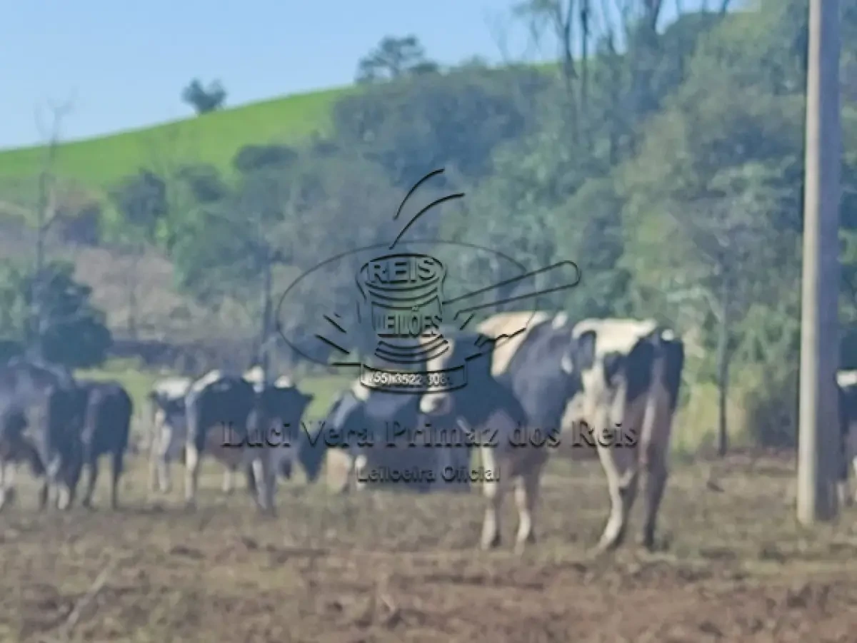 Outro Vaca Holandesa em Crissiumal - Rio Grande do Sul