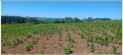 Terreno no Cond. Cristal do Sul em Cristal do Sul/RS em Cristal Do Sul - Rio Grande do Sul