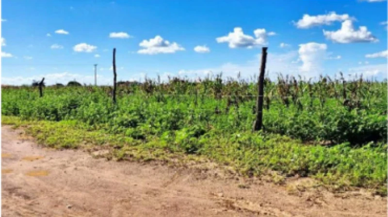 Fazenda Fazenda de 21 ha em João Dourado/BA em João Dourado - Bahia