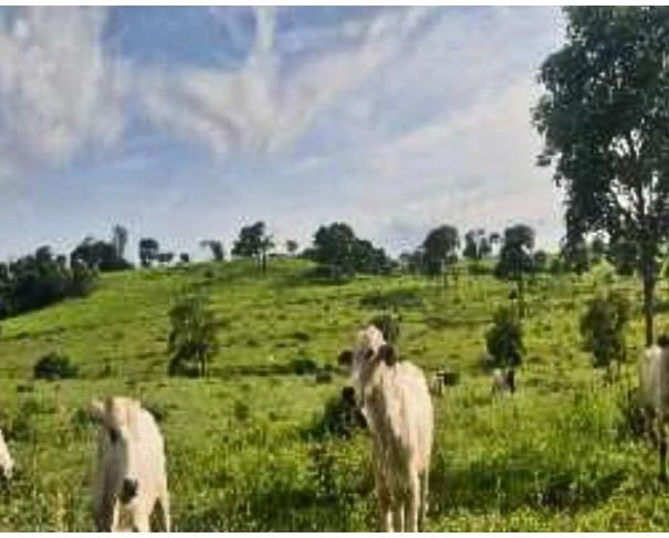 Fazenda com 1.555.389 m² em Cumari GO em Cumari - Goiás