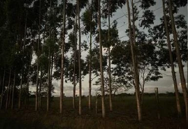 Terreno em Ribeirão do Largo-BA em Ribeirao Do Largo - Bahia