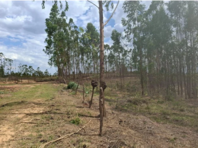 Fazenda 158 Ha em Luz/MG em Luz - Minas Gerais