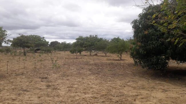 Terreno com 1 ha em Nova Floresta/PB em Nova Floresta - Paraíba