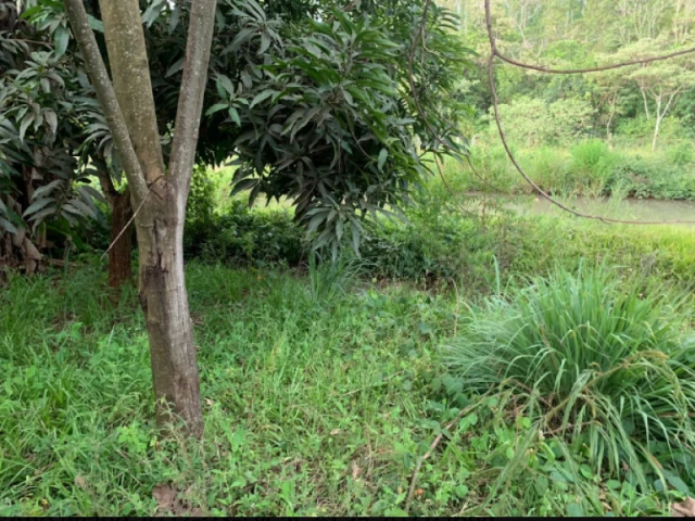 Fazenda com 3.74 Ha em Rio Verde/GO em Rio Verde - Goiás