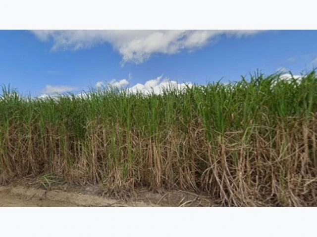Terreno Terreno Rural no Centro em Igarassu/PE em Igarassu - Pernambuco