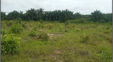 Terreno de 31.416m² no Canarana em Viana - Maranhão