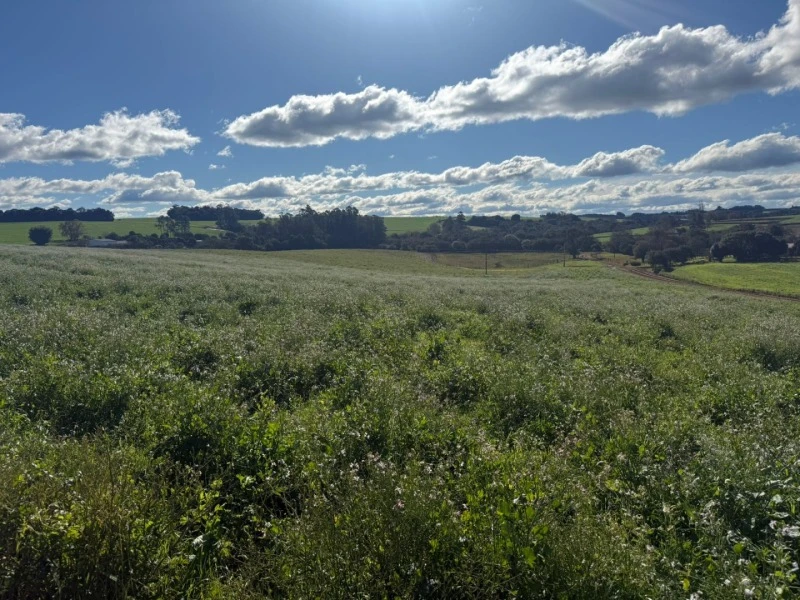 Fração 60.000 m² de fração em Ernestina/RS em Ernestina - Rio Grande do Sul