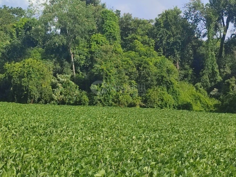 Terreno 6 ha em esquina em Giruá/RS em Giruá - Rio Grande do Sul