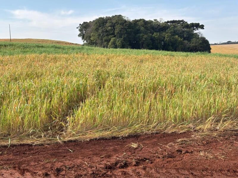 Terreno em Coxilha/RS em Coxilha - Rio Grande do Sul