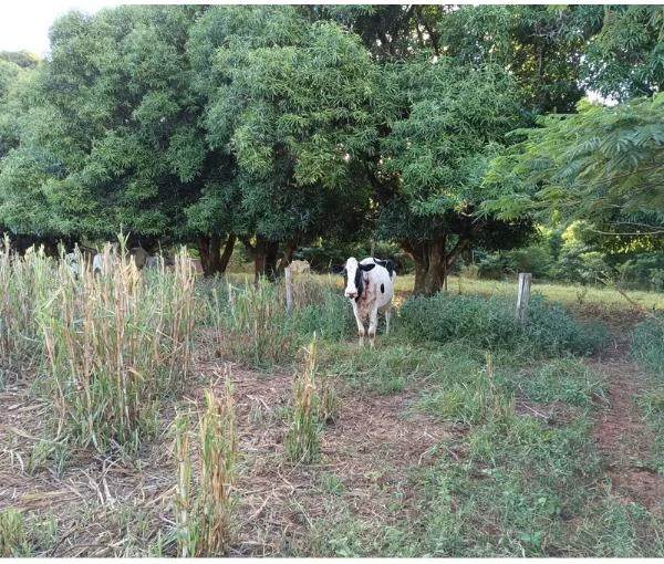 Outro com Vacas Girolanda em Cruzeiro do Oeste/PR em Cruzeiro Do Oeste - Paraná