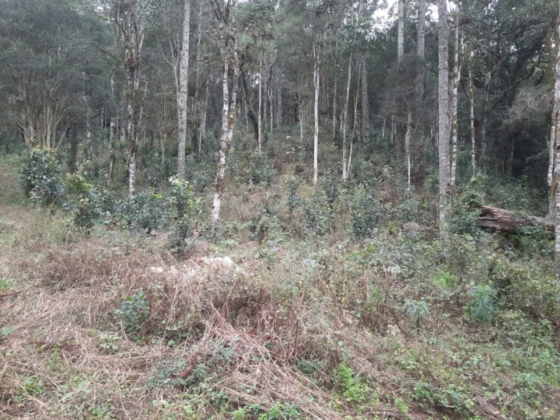 Terreno Fração Ideal em Arvorezinha/RS em Arvorezinha - Rio Grande do Sul