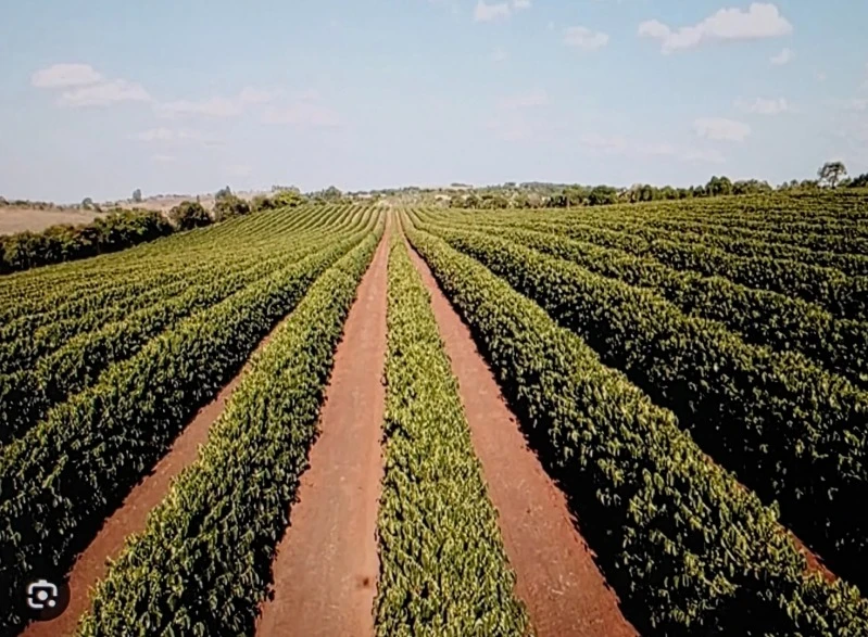 Terreno com cafeeiros na Fazenda Corrégio Cachoeira Alegre em Santa Margarida/MG em Abre Campo - Minas Gerais