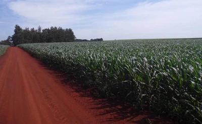 Sítio Sítio Rural em Florínea/SP em Florínia - São Paulo