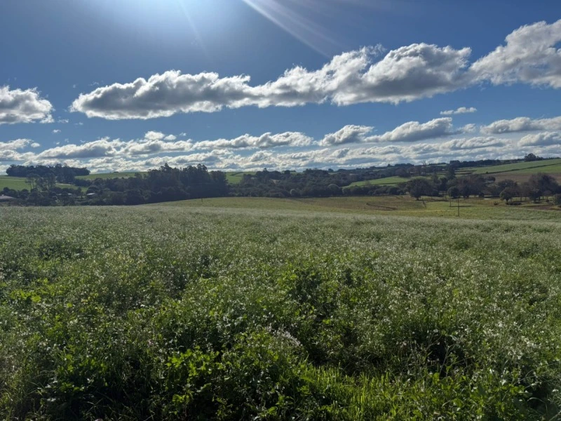Fração 60.000 m² de fração em Ernestina/RS em Ernestina - Rio Grande do Sul